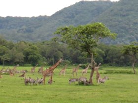 parc d Arusha